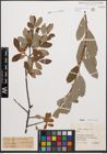 Foto von Salix cinerea L.